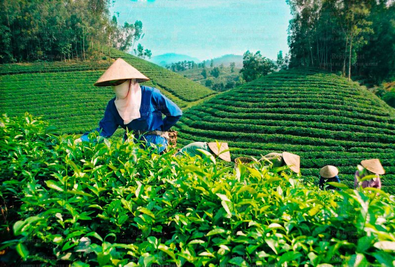 Chấm điểm loạt “green flags” - Cảm hứng video marketing từ Hotspot Matrix